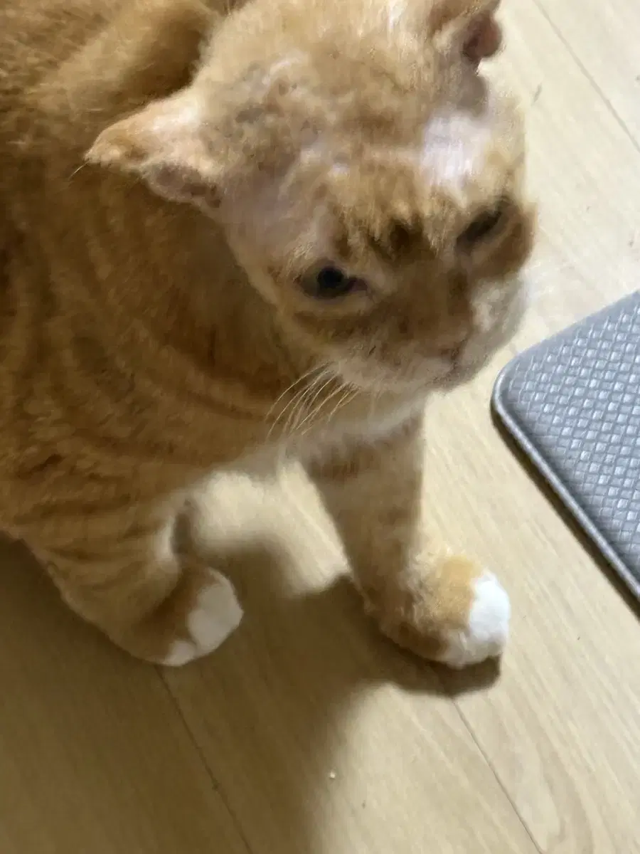 조던